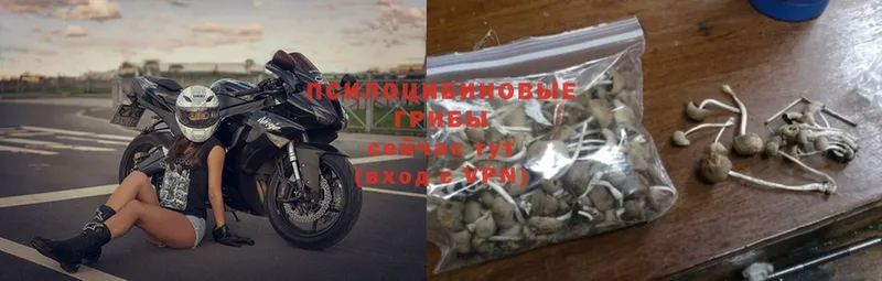 Псилоцибиновые грибы Psilocybine cubensis  наркотики  Гусиноозёрск 